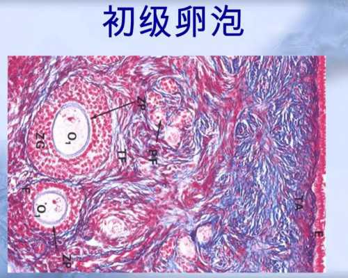 国内哪家医院有供卵库的医生,试管婴儿需要筛查唐氏综合征吗？建议有条件一定要做